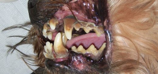 Ultraschall-Zahnreinigung-hunde