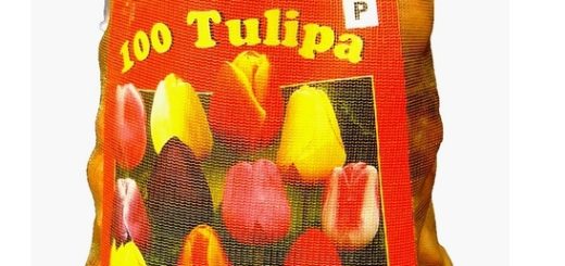 Triumph_tulpenzwiebeln