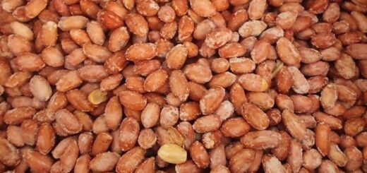 Gesalzene geröstete Erdnüsse direkt vom Erzeuger